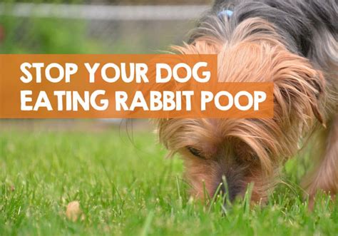 how to stop dog from eating rabbit poop|why dogs eat rabbit poop.